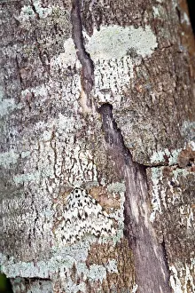Lymantria: Black Arches Moth - on tree bark