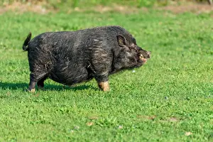 230122: Black Asian pig in a meadow, France, Europe