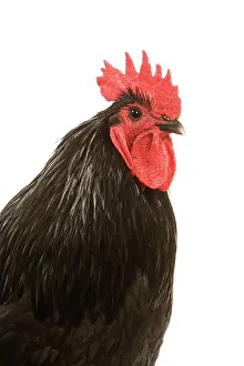 Australorp: Black Australorp Chicken