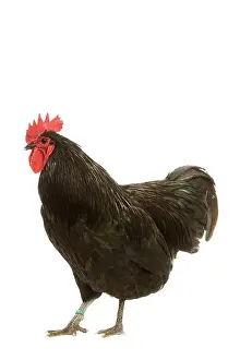 Australorp: Black Australorp Chicken