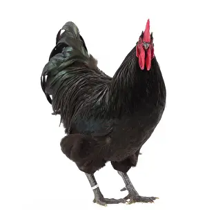 Wattles: Black Australorp Chicken Cockerel / Rooster