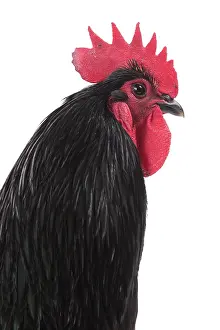 Wattles: Black Australorp Chicken Cockerel / Rooster