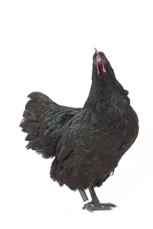 Australorp: Black Australorp Chicken hen