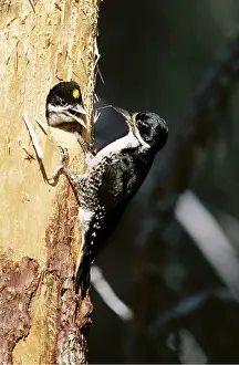 Begging: Black-backed / Arctic three-toed Woodpecker - Feeding