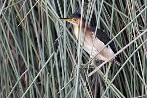 Dubius: Black-backed Least / Australian Little Bittern