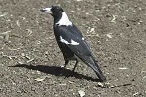 Gymnorhina: Black-backed Australian Magpie - Male