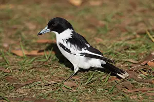 Butcherbird: Black-backed Butcherbird