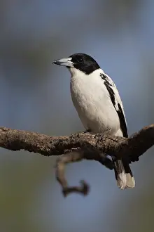 090720: Black-backed Butcherbird - perched on a branch -