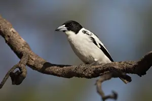 090720: Black-backed Butcherbird - perched on a branch -