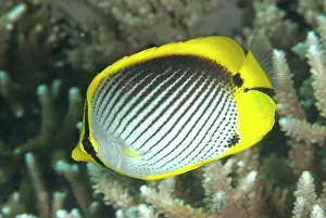 Sipadan: Black-backed Butterflyfish
