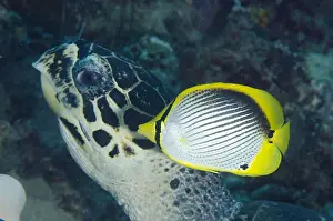 Butterflyfish: Black-backed Butterflyfish - with Loggerhead