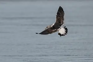 Harbour: Black-backed Gull