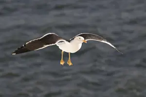 Backed: Black-backed Gull - adult gull in flight - Germany
