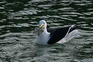 Seagull: Black-backed Gull with Biscuit Star