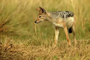 Jackals: Black-backed Jackal