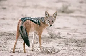 Jackals: Black-backed Jackal