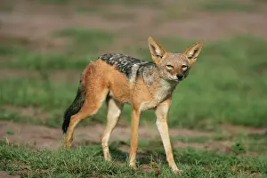 Jackals: Black-Backed Jackal