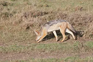 Jackals: Black-backed Jackal