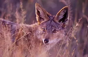 Jackals: Black-backed Jackal