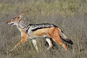 Jackals: Black-backed Jackal