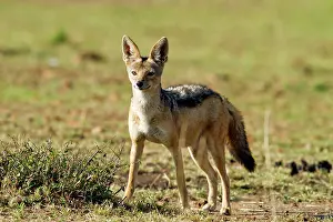 Jackals: Black-backed Jackal