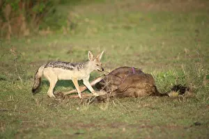 Mesomelas: Black-backed Jackal