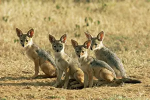 Mesomelas: Black-backed Jackal