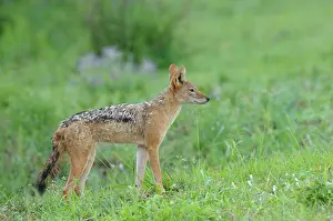 Krger: Black-backed Jackal