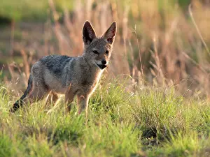 Mesomelas: Black-backed Jackal