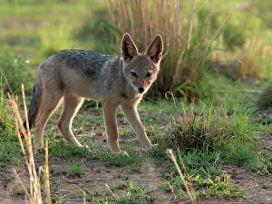 Mesomelas: Black-backed Jackal