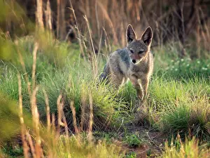 Mesomelas: Black-backed Jackal