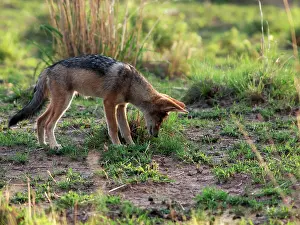 Mesomelas: Black-backed Jackal
