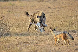 Mesomelas: Black-backed Jackal