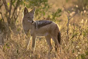 Mesomelas: Black-backed Jackal