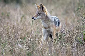 Mesomelas: Black-backed Jackal