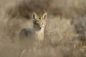 Upington: Black-backed Jackal