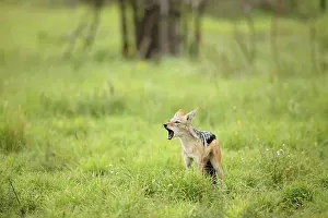 Howling: Black-backed Jackal