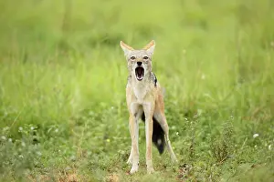 Howling: Black-backed Jackal