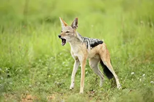 Howling: Black-backed Jackal