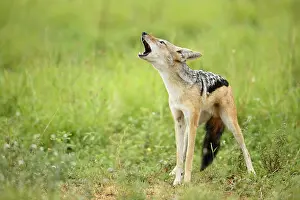 Howling: Black-backed Jackal