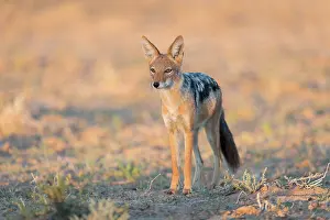Mesomelas: Black-backed Jackal