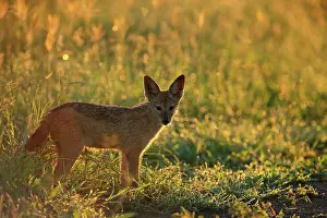 Mesomelas: Black-backed Jackal