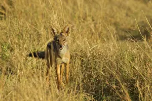 Jackal: Black-backed Jackal