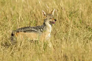 Jackal: Black-backed Jackal
