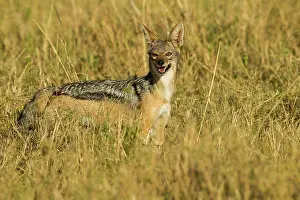 Jackal: Black-backed Jackal