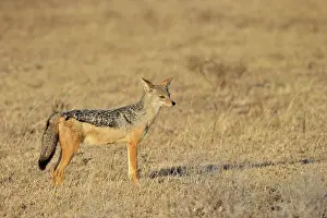 Jackal: Black-backed Jackal