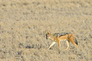 Jackal: Black-backed Jackal