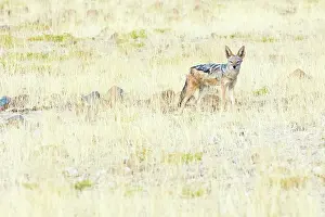 Backed: Black-backed Jackal
