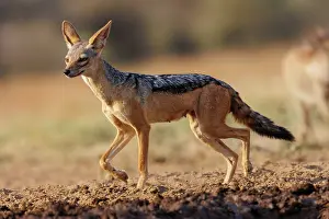 Adulte: black-backed jackal
