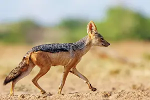 Adulte: black-backed jackal